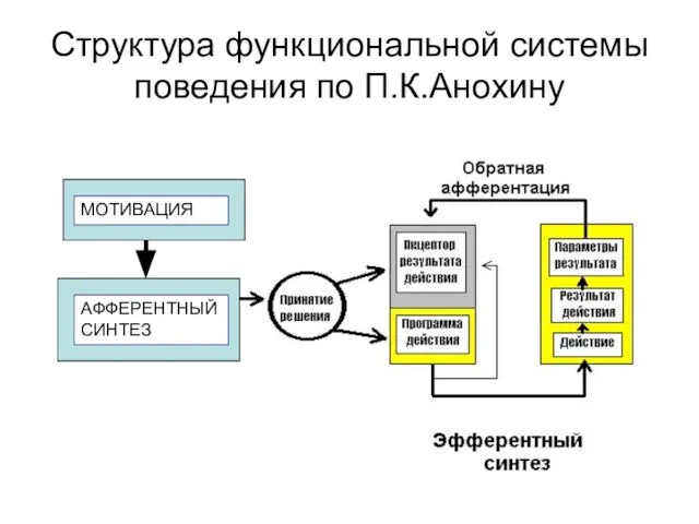 Структура функциональной системы поведения по П.К.Анохину МОТИ ВАЦИЯ МОТИВАЦИЯ АФФЕРЕНТНЫЙ СИНТЕЗ