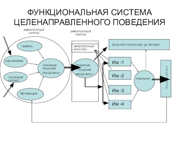 ФУНКЦИОНАЛЬНАЯ СИСТЕМА ЦЕЛЕНАПРАВЛЕННОГО ПОВЕДЕНИЯ АФФЕРЕНТНЫЙ СИНТЕЗ ПРИНЯТИЕ РЕШЕНИЯ ЧТО ДЕЛАТЬ? ЭФФЕРЕНТНЫЙ