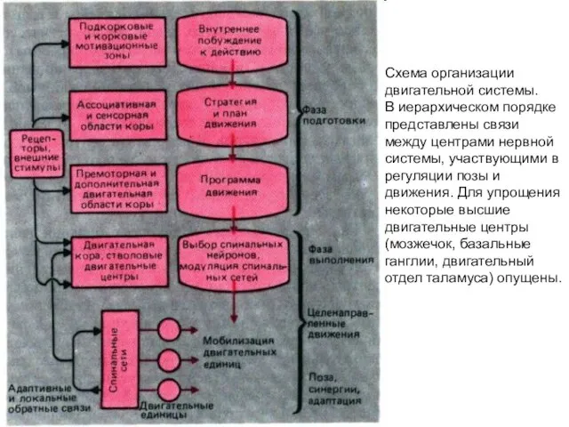 Схема организации двигательной системы. В иерархическом порядке представлены связи между центрами