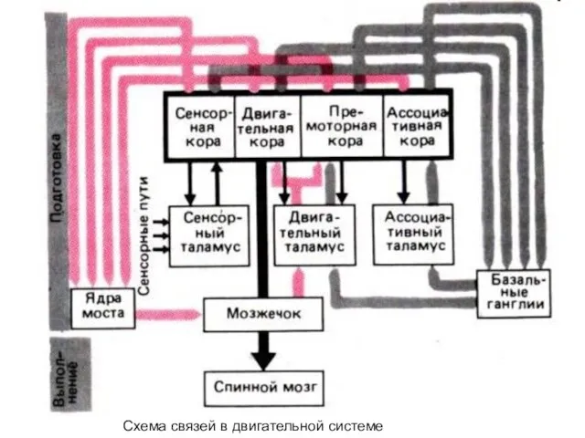 Схема связей в двигательной системе