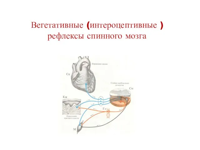 Вегетативные (интероцептивные ) рефлексы спинного мозга