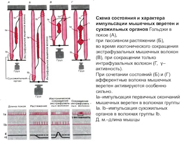 Схема состояния и характера импульсации мышечных веретен и сухожильных органов Гольджи