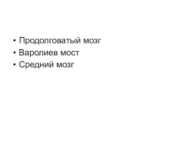 Продолговатый мозг Варолиев мост Средний мозг