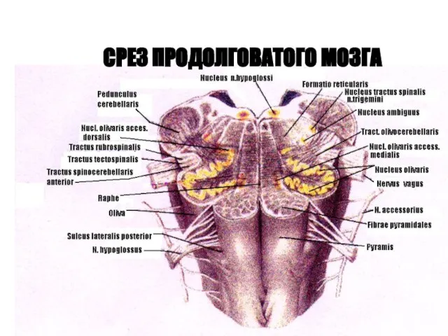 СРЕЗ ПРОДОЛГОВАТОГО МОЗГА