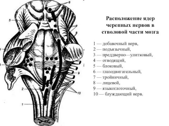 Расположение ядер черепных нервов в стволовой части мозга 1 — добавочный