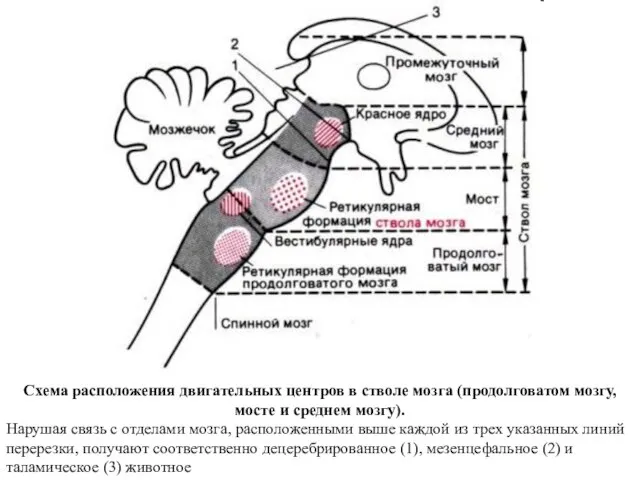 Схема расположения двигательных центров в стволе мозга (продолговатом мозгу, мосте и