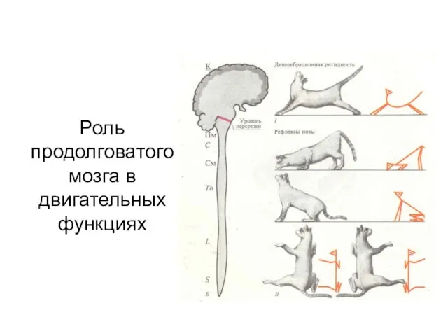 Роль продолговатого мозга в двигательных функциях