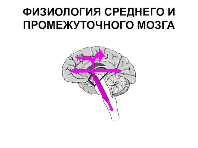 ФИЗИОЛОГИЯ СРЕДНЕГО И ПРОМЕЖУТОЧНОГО МОЗГА