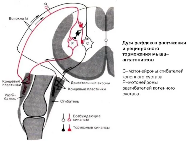 Дуги рефлекса растяжения и реципрокного торможения мышц–антагонистов С–мотонейроны сгибателей коленного сустава; Р–мотонейроны разгибателей коленного сустава.
