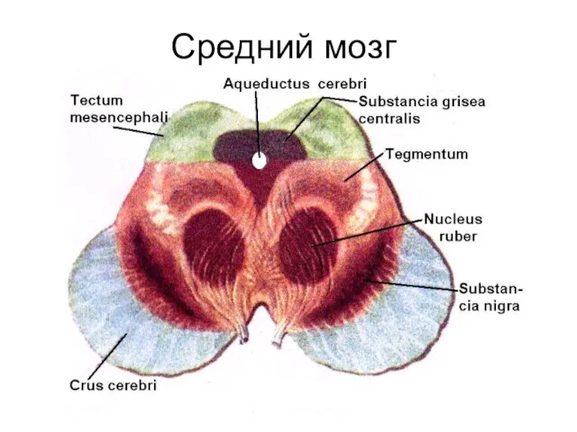 Средний мозг