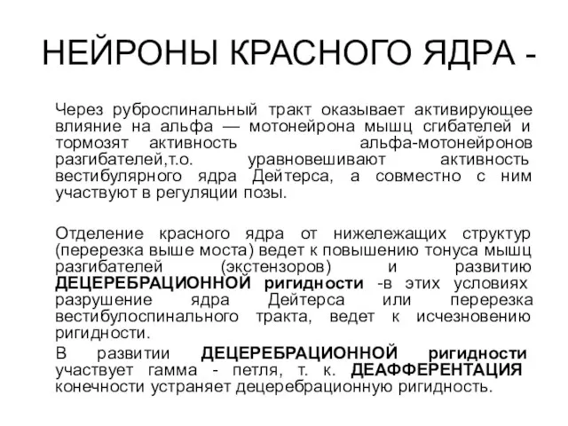 НЕЙРОНЫ КРАСНОГО ЯДРА - Через руброспинальный тракт оказывает активирующее влияние на