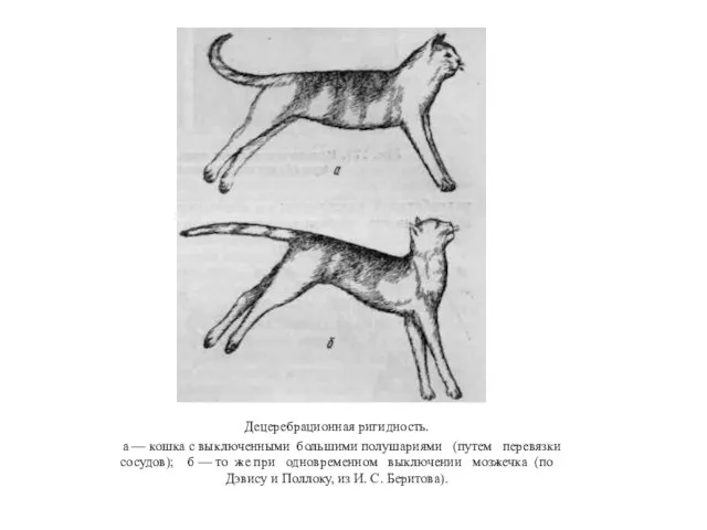 Децеребрационная ригидность. а — кошка с выключенными большими полушариями (путем перевязки