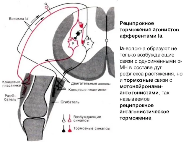 Реципрокное торможение агонистов афферентами Iа. Iа-волокна образуют не только возбуждающие связи