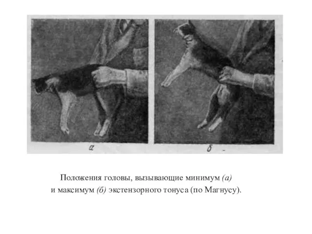 Положения головы, вызывающие минимум (а) и максимум (б) экстензорного тонуса (по Магнусу).