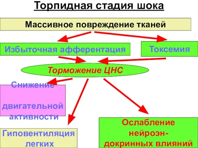 Торпидная стадия шока Массивное повреждение тканей Избыточная афферентация Токсемия Торможение ЦНС