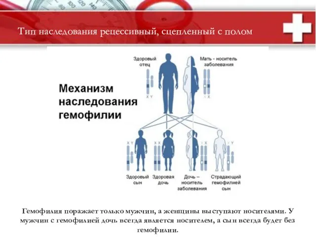 Тип наследования рецессивный, сцепленный с полом Гемофилия поражает только мужчин, а