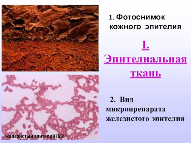 1. Фотоснимок кожного эпителия 2. Вид микропрепарата железистого эпителия I. Эпителиальная ткань