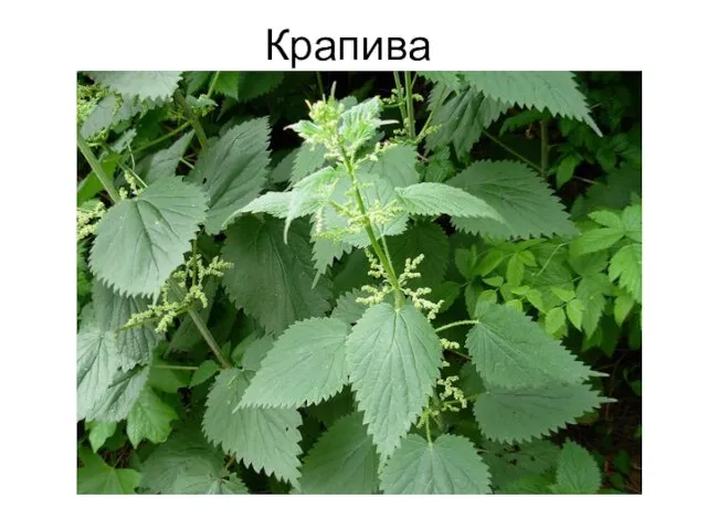 Крапива