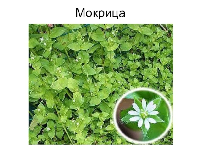 Мокрица