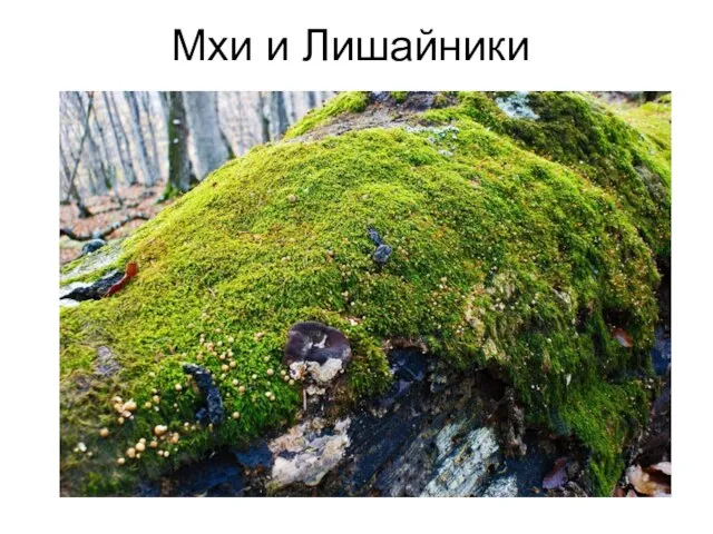 Мхи и Лишайники