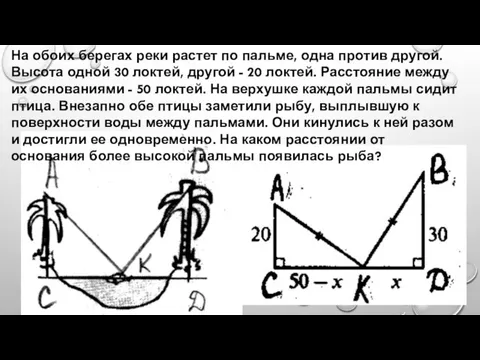 На обоих берегах реки растет по пальме, одна против другой. Высота