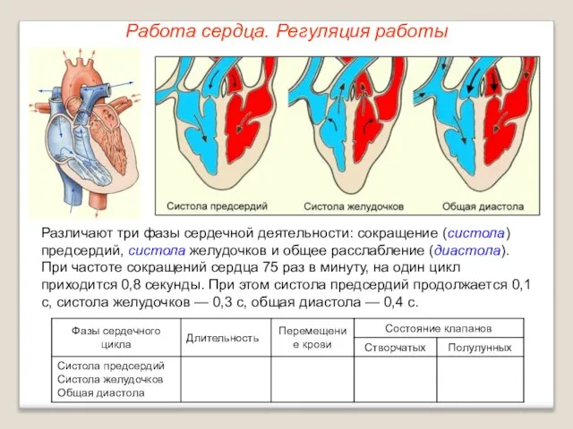 Работа сердца. Регуляция работы Различают три фазы сердечной деятельности: сокращение (систола)