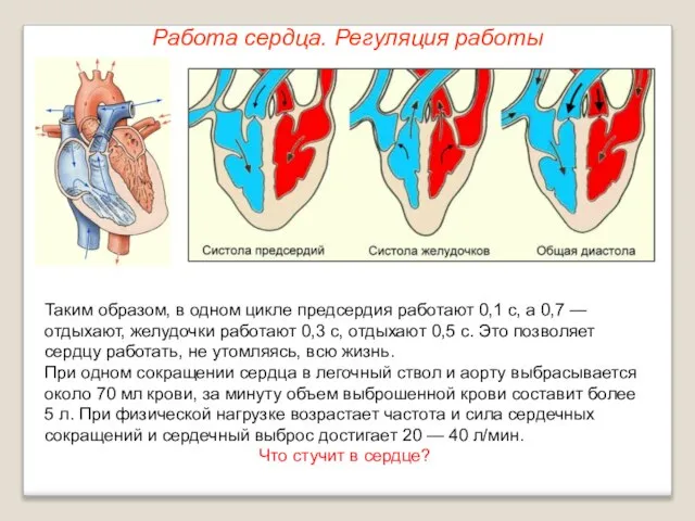 Работа сердца. Регуляция работы Таким образом, в одном цикле предсердия работают