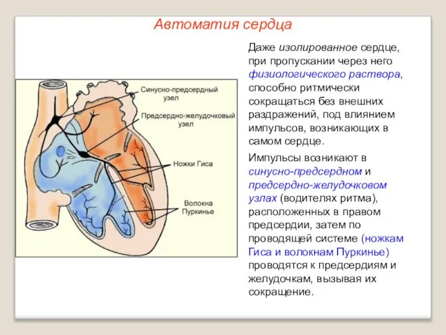 Автоматия сердца Даже изолированное сердце, при пропускании через него физиологического раствора,