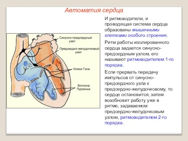 Автоматия сердца И ритмоводители, и проводящая система сердца образованы мышечными клетками