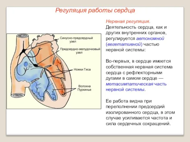 Регуляция работы сердца Нервная регуляция. Деятельность сердца, как и других внутренних