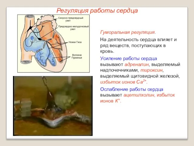 Регуляция работы сердца Гуморальная регуляция. На деятельность сердца влияет и ряд