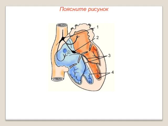 Поясните рисунок