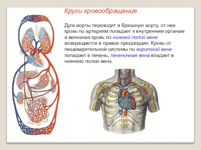 Круги кровообращения Дуга аорты переходит в брюшную аорту, от нее кровь