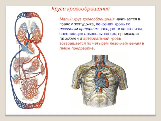 Круги кровообращения Малый круг кровообращения начинается в правом желудочке, венозная кровь