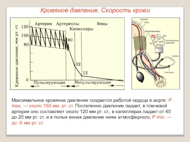 Кровяное давление. Скорость крови Максимальное кровяное давление создается работой сердца в