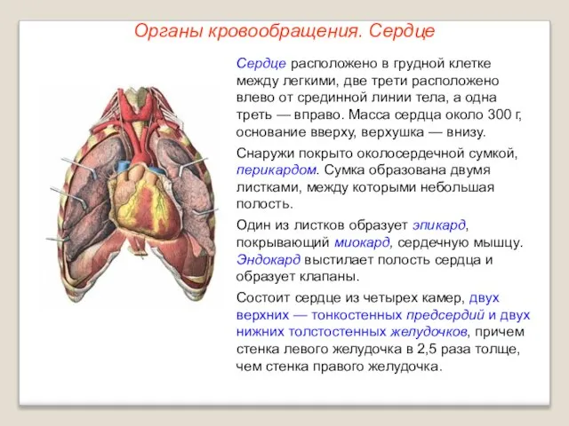 Органы кровообращения. Сердце Сердце расположено в грудной клетке между легкими, две