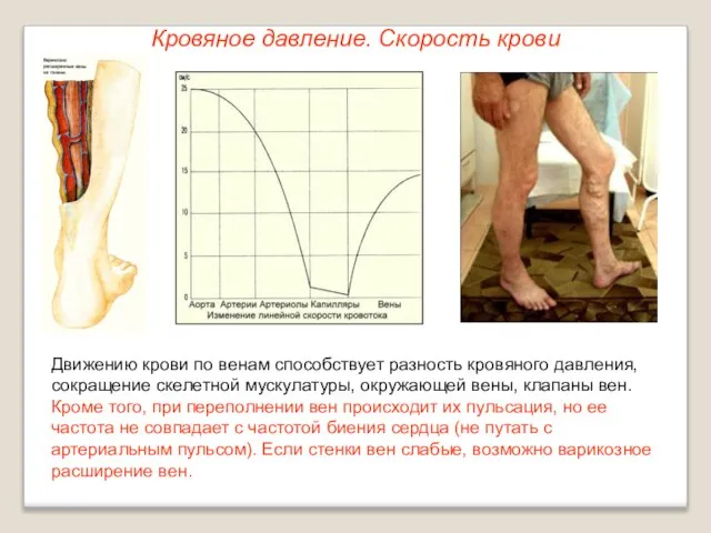 Кровяное давление. Скорость крови Движению крови по венам способствует разность кровяного