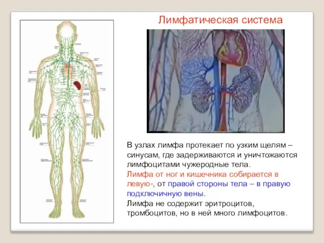 В узлах лимфа протекает по узким щелям – синусам, где задерживаются