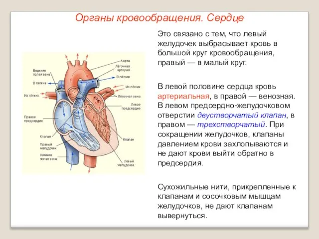 Органы кровообращения. Сердце Это связано с тем, что левый желудочек выбрасывает