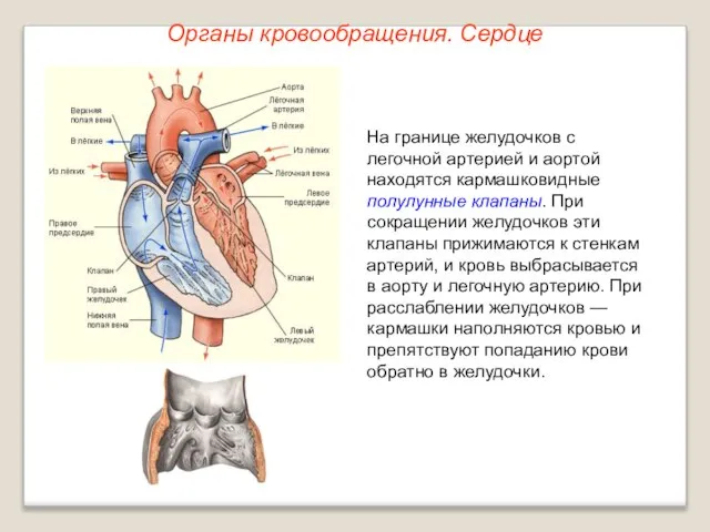 Органы кровообращения. Сердце На границе желудочков с легочной артерией и аортой