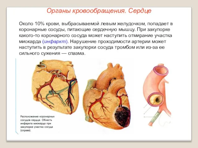 Органы кровообращения. Сердце Около 10% крови, выбрасываемой левым желудочком, попадает в