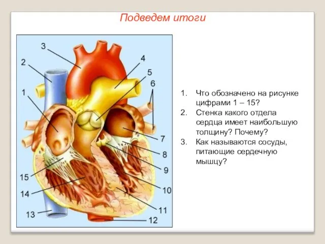 Подведем итоги Что обозначено на рисунке цифрами 1 – 15? Стенка