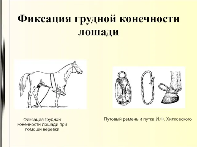 Фиксация грудной конечности лошади Фиксация грудной конечности лошади при помощи веревки