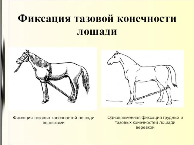 Фиксация тазовой конечности лошади Фиксация тазовых конечностей лошади веревками Одновременная фиксация