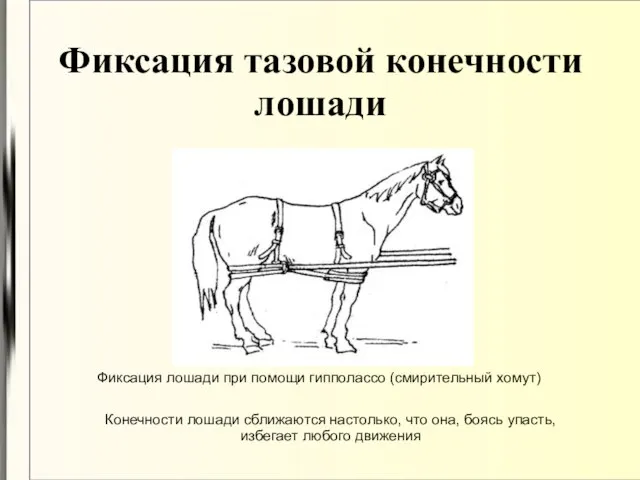 Фиксация тазовой конечности лошади Фиксация лошади при помощи гипполассо (смирительный хомут)