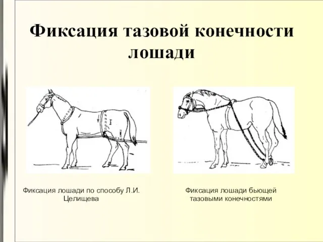 Фиксация тазовой конечности лошади Фиксация лошади по способу Л.И. Целищева Фиксация лошади бьющей тазовыми конечностями