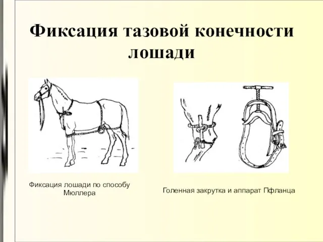 Фиксация тазовой конечности лошади Фиксация лошади по способу Мюллера Голенная закрутка и аппарат Пфланца