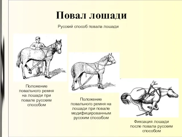 Повал лошади Русский способ повала лошади Положение повального ремня на лошади