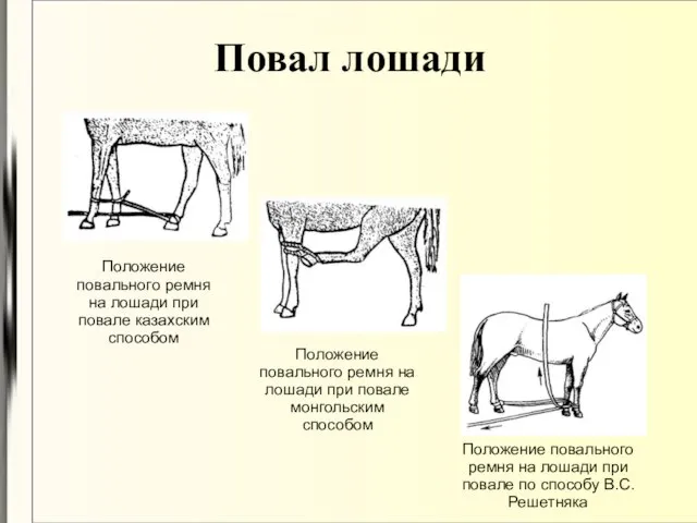 Повал лошади Положение повального ремня на лошади при повале казахским способом