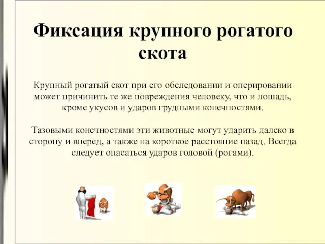 Фиксация крупного рогатого скота Крупный рогатый скот при его обследовании и